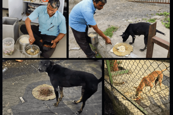 feeding to dogs